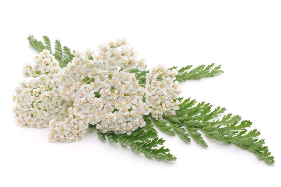Yarrow - kreemi Proctonic koostis